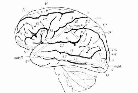 brain diagram