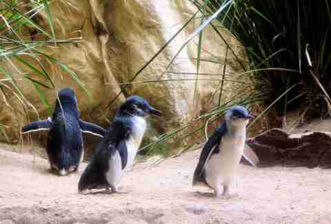 Penguins at Sea World