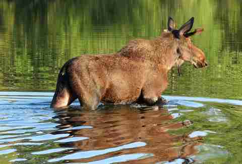 Moose