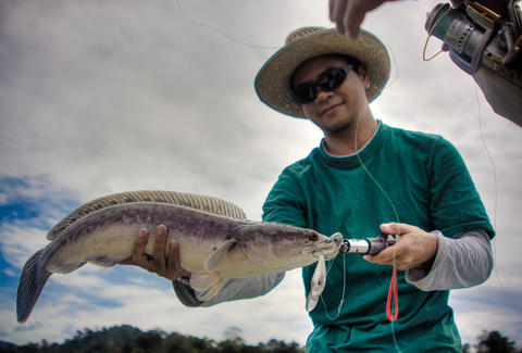 snakehead fish