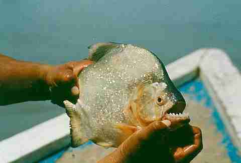 piranha