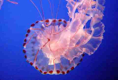 Jellyfish