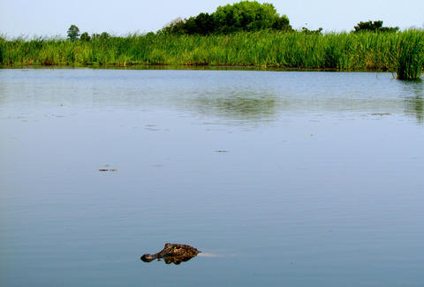 alligator peeking out of water