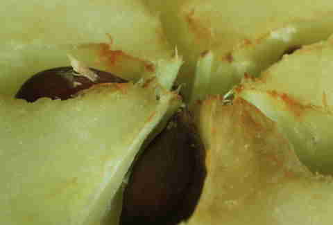 Apples