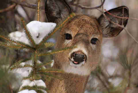 Deer