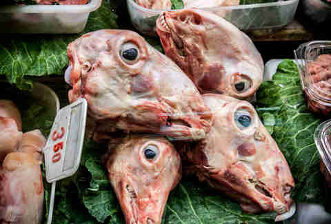 sheep heads