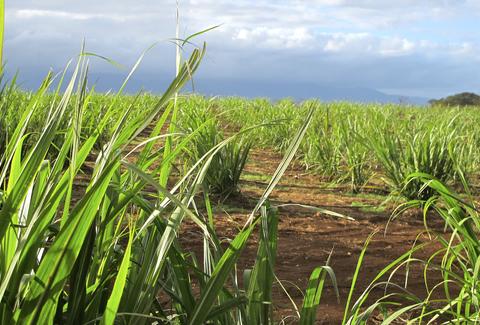 sugar cane