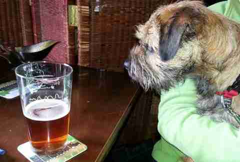 Border terrier with beer
