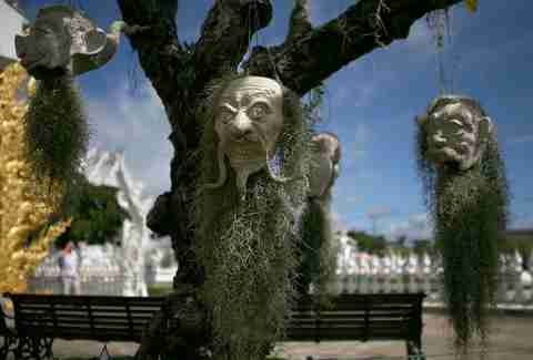 moss hanging head