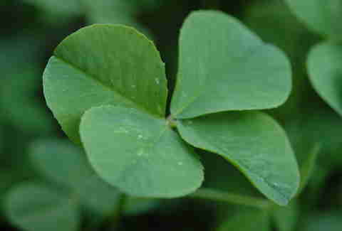 Four-leafed clover