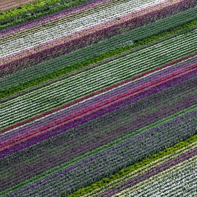 California flower fields