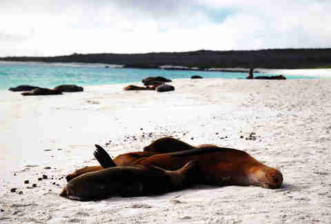 sea lion bahia gardner