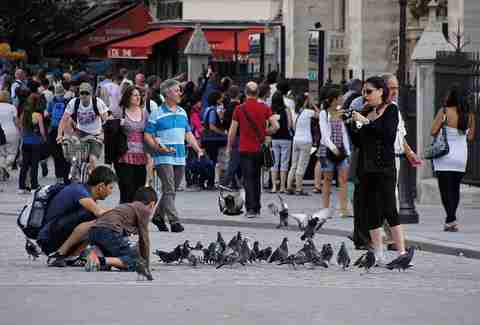 Paris pigeons