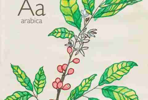Blue Bottle coloring book