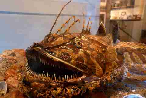 monkfish