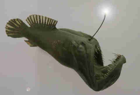 anglerfish