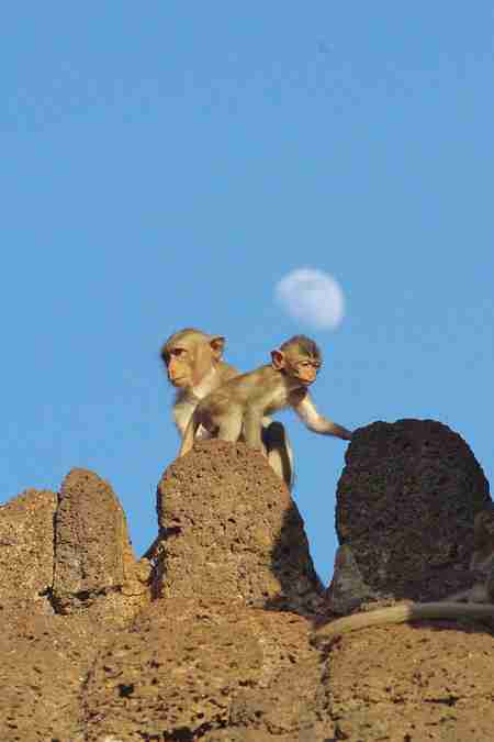 baby monkey on temple
