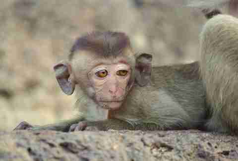 big ear baby monkey