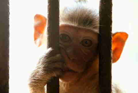 monkey jail