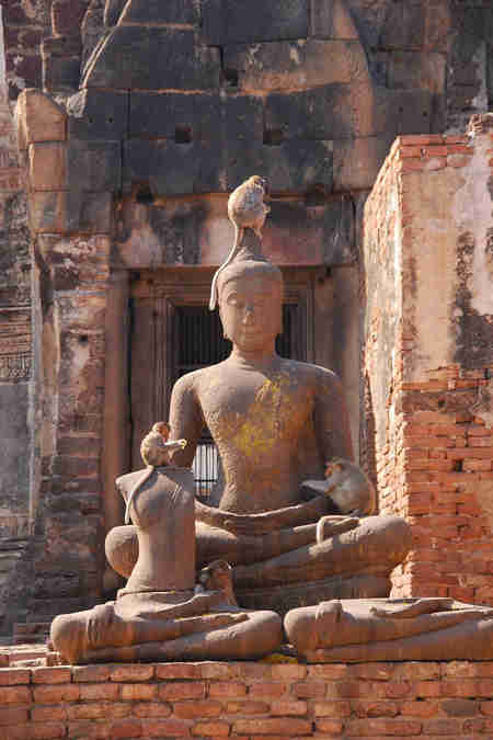 monkeys with buddha