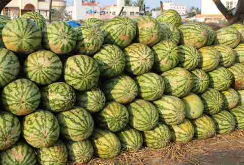 Melons Things Dallas Loves
