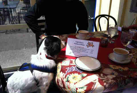 dog at table