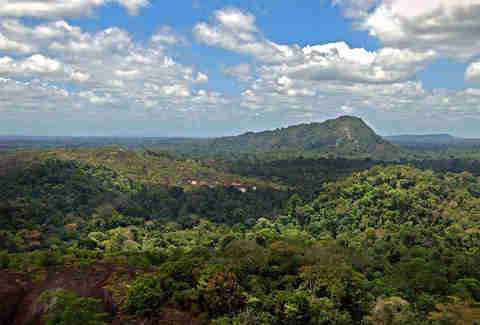 amazon jungle from above
