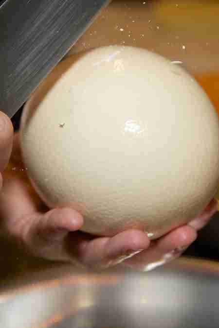 cracking open ostrich egg
