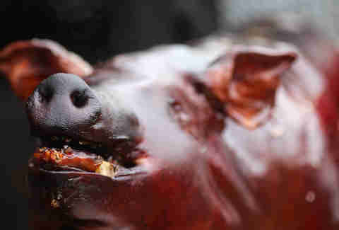 pig face