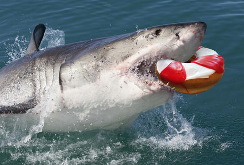 haai dunkin jagen haaien jaagt prooi roofvis grootste thrillist fatal dierenbox trolle mogens