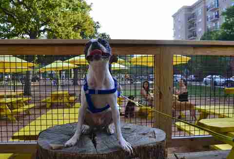 Mutts Cantina Drinking With Dogs DAL