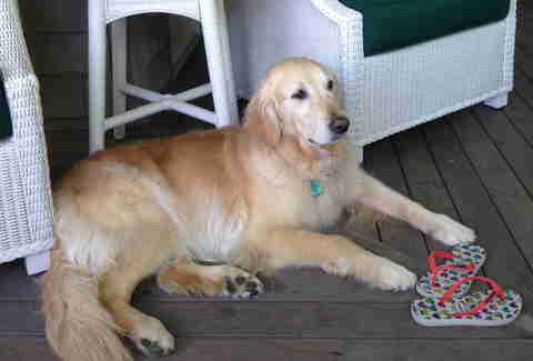 Bailey
