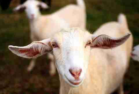 smiling goat