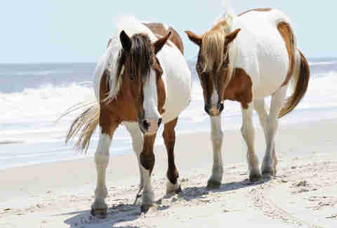horses