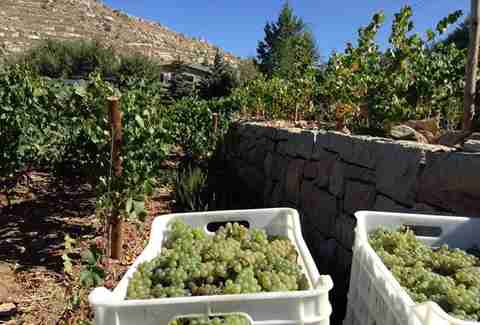 grapes