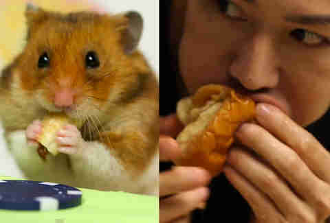 Hamster vs. Kobayashi