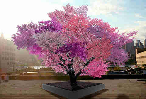The tree of 40 fruits