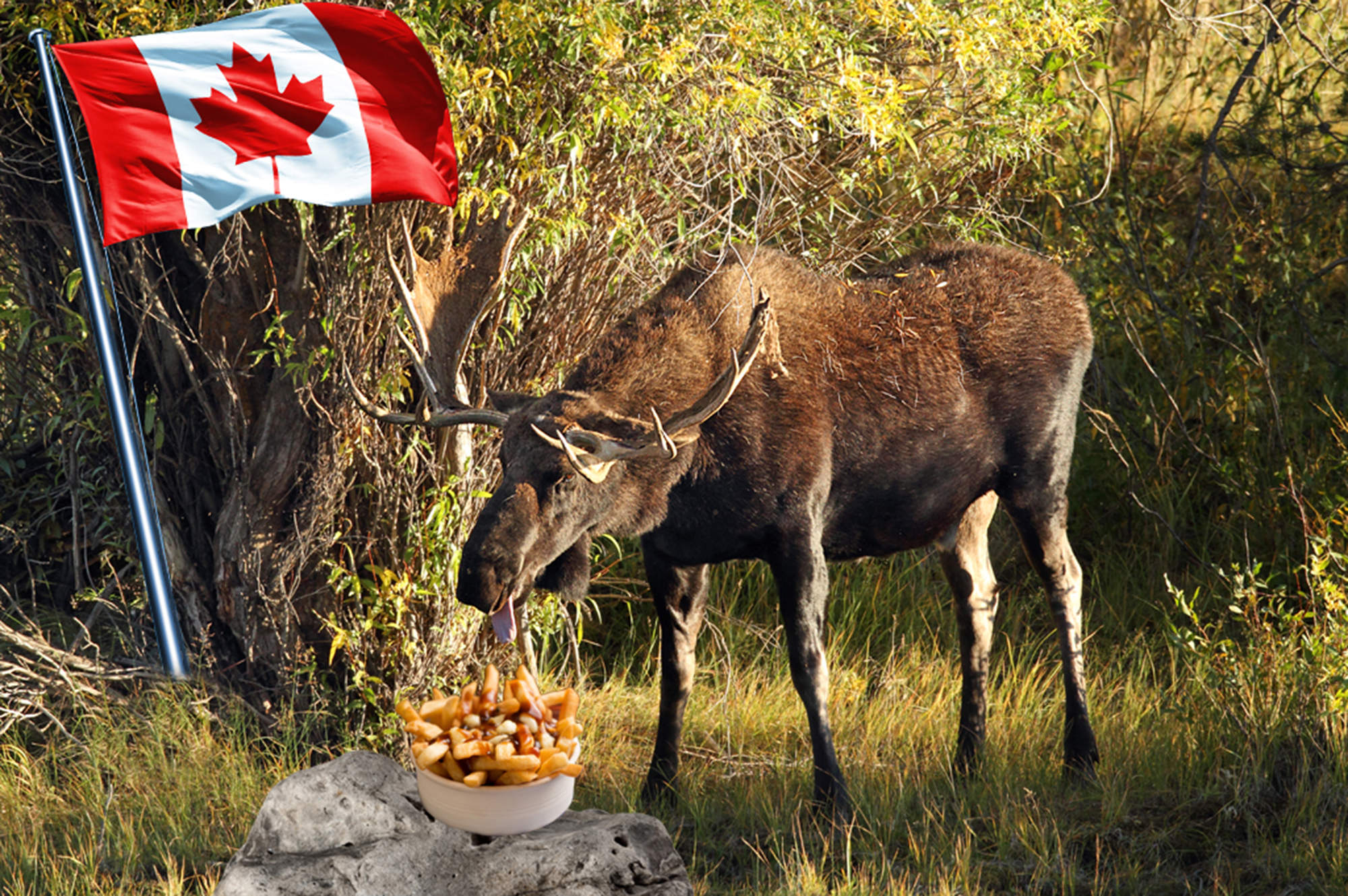 20 Reasons Canada is Way Better Than the US