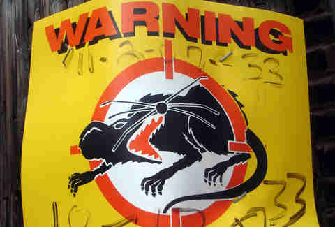 rats chicago