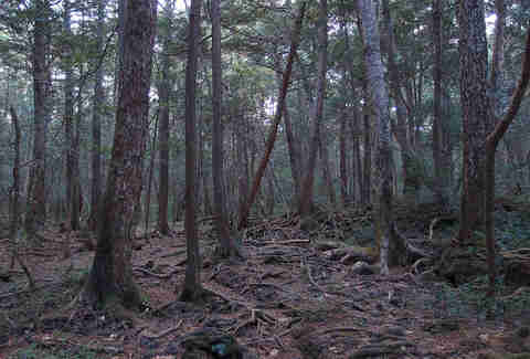 forest