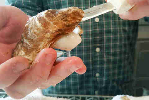Oysters