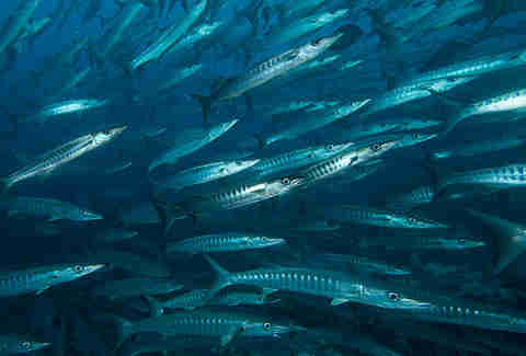 barracuda