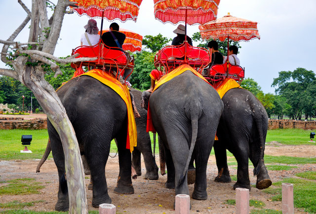 Ostriches Top Ranking Of Animals You Can Ride Around The World