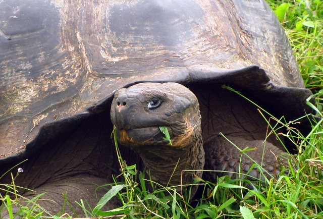 Ostriches Top Ranking Of Animals You Can Ride Around The World