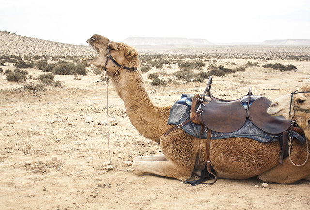 Ostriches Top Ranking Of Animals You Can Ride Around The World