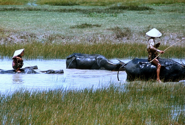 Ostriches Top Ranking Of Animals You Can Ride Around The World