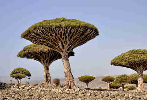 socotra yemen dragons blood tree