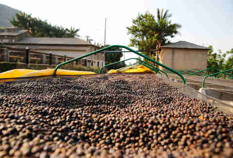 drying beds
