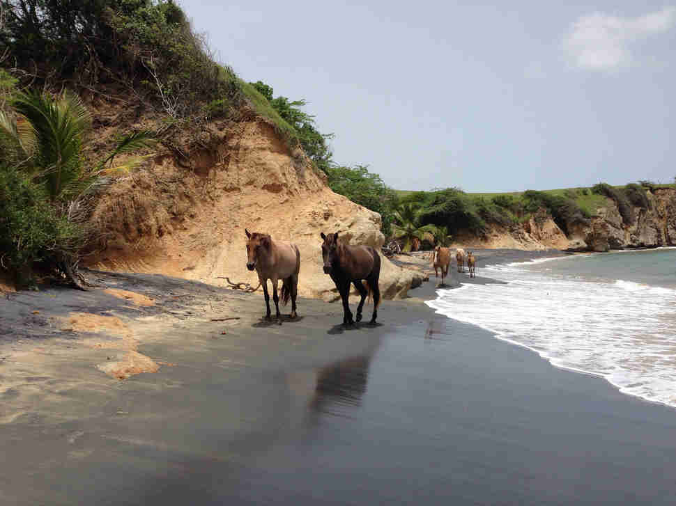 horses