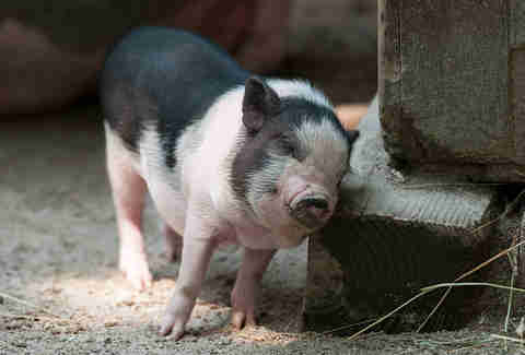 piglet